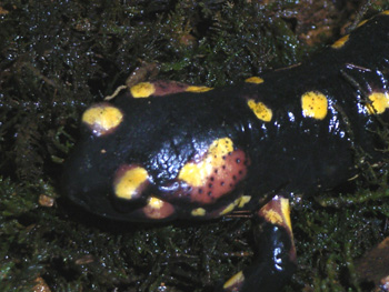 モレニカファイアサラマンダー